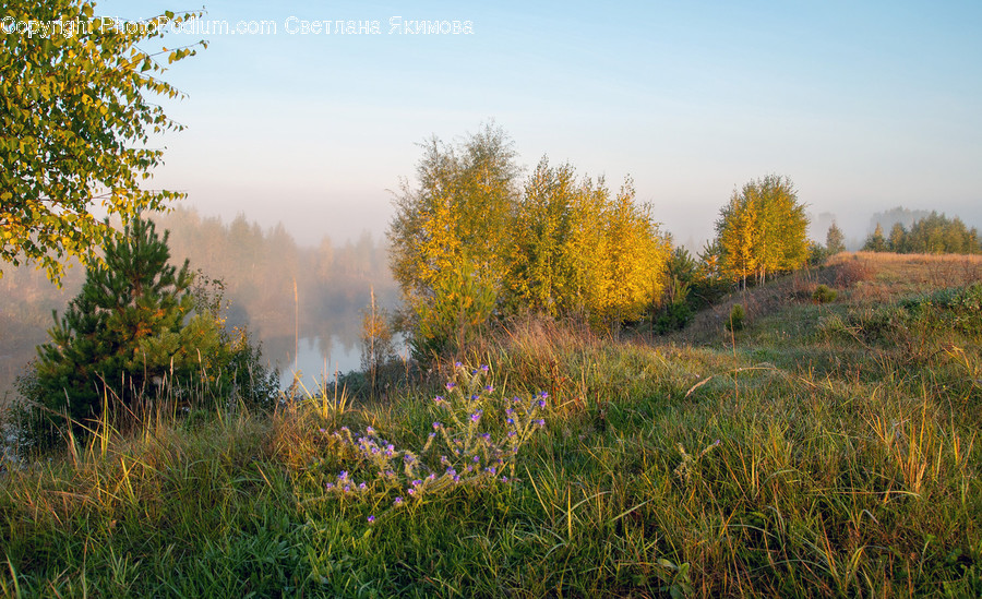 Flora, Grass, Plant, Conifer, Tree
