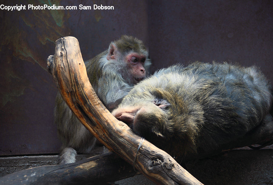 Animal, Mammal, Monkey