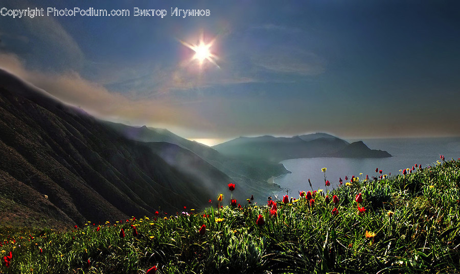 Blossom, Flora, Flower, Plant, Poppy