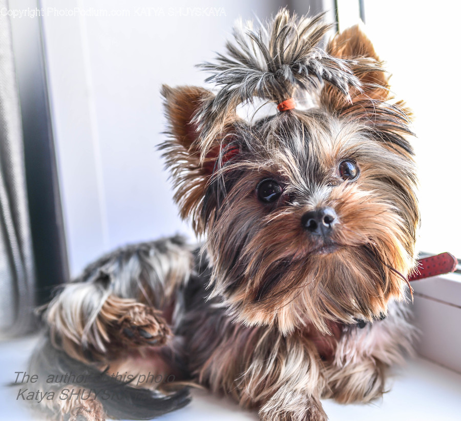 Affenpinscher, Animal, Canine, Dog, Mammal