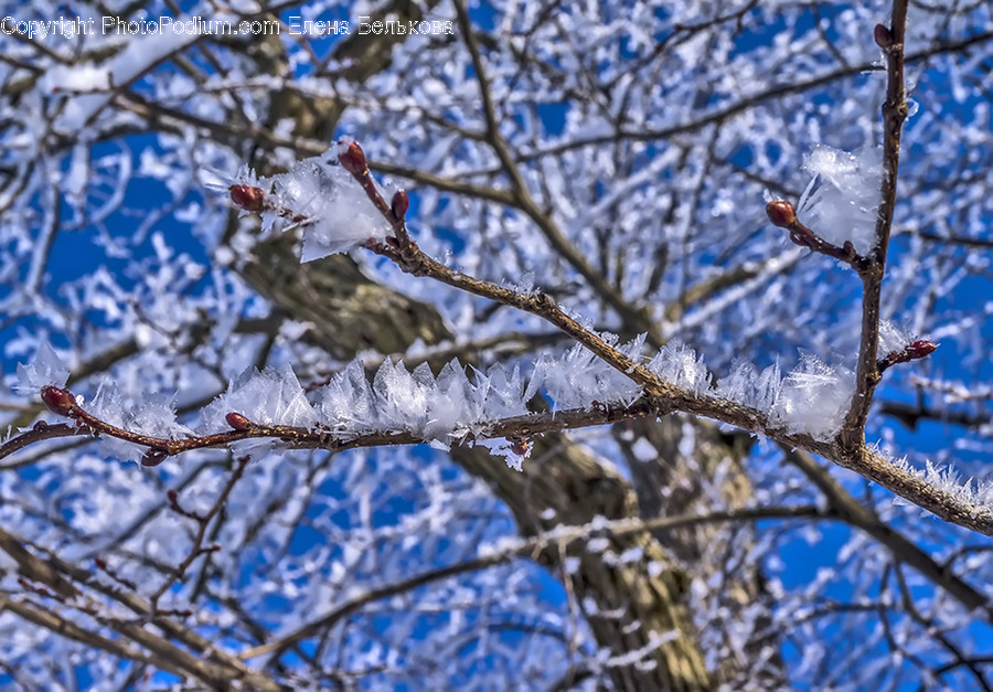 Birch, Flora, Plant, Tree, Frost