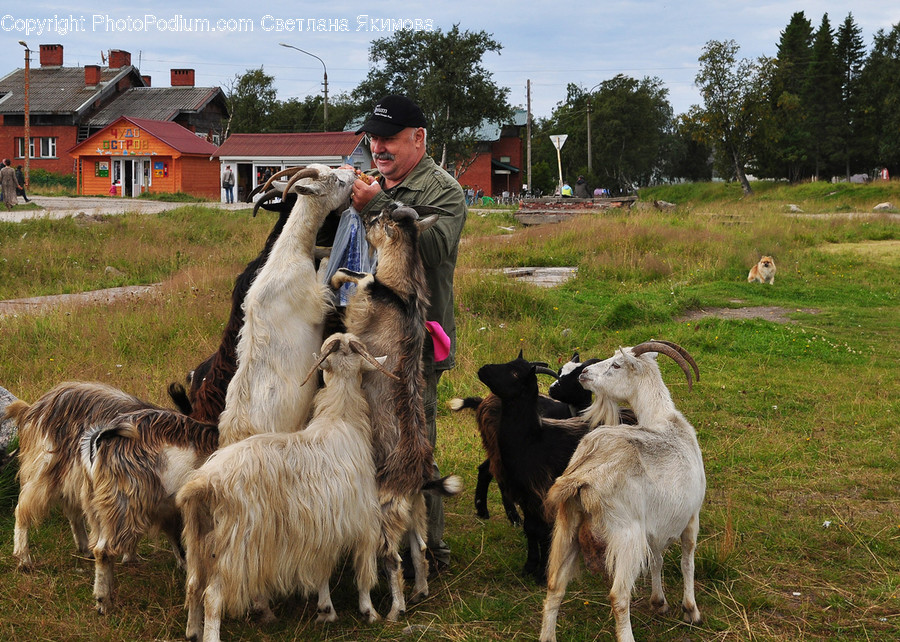 Human, People, Person, Animal, Goat