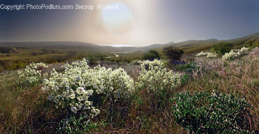 Flora, Grass, Plant, Vegetation, Field