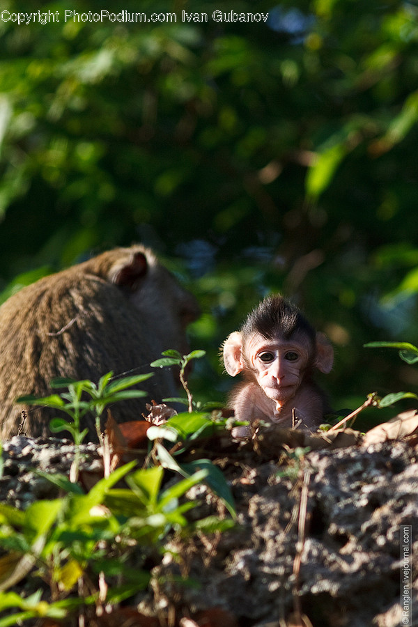 Animal, Baboon, Mammal, Monkey, Wildlife