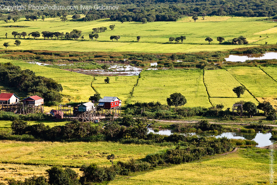 Countryside, Farm, Field, Grassland, Meadow