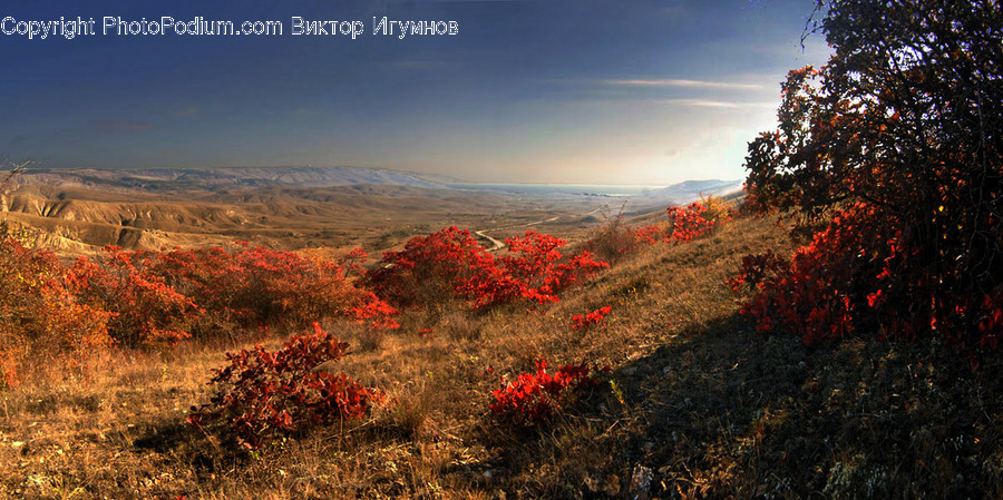 Bush, Flora, Plant, Vegetation, Field