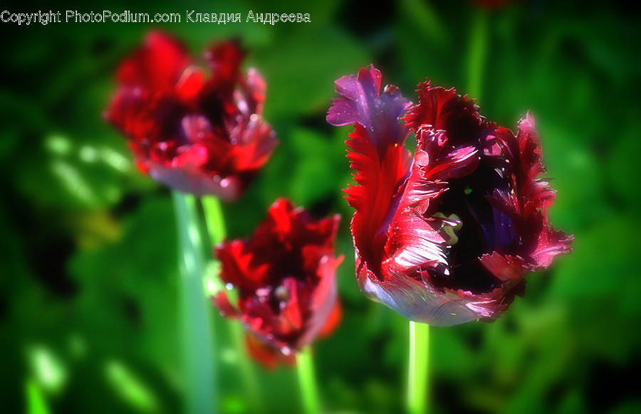 Blossom, Flora, Flower, Gladiolus, Plant