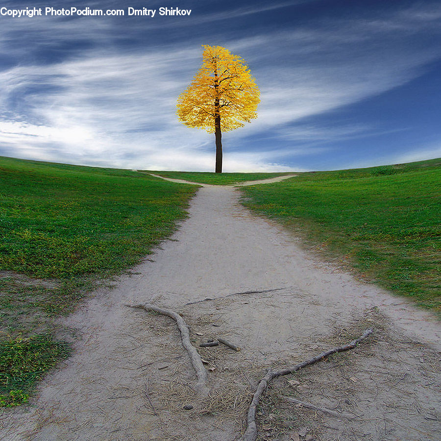 Dirt Road, Gravel, Road, Plant, Tree, Oak, Sycamore