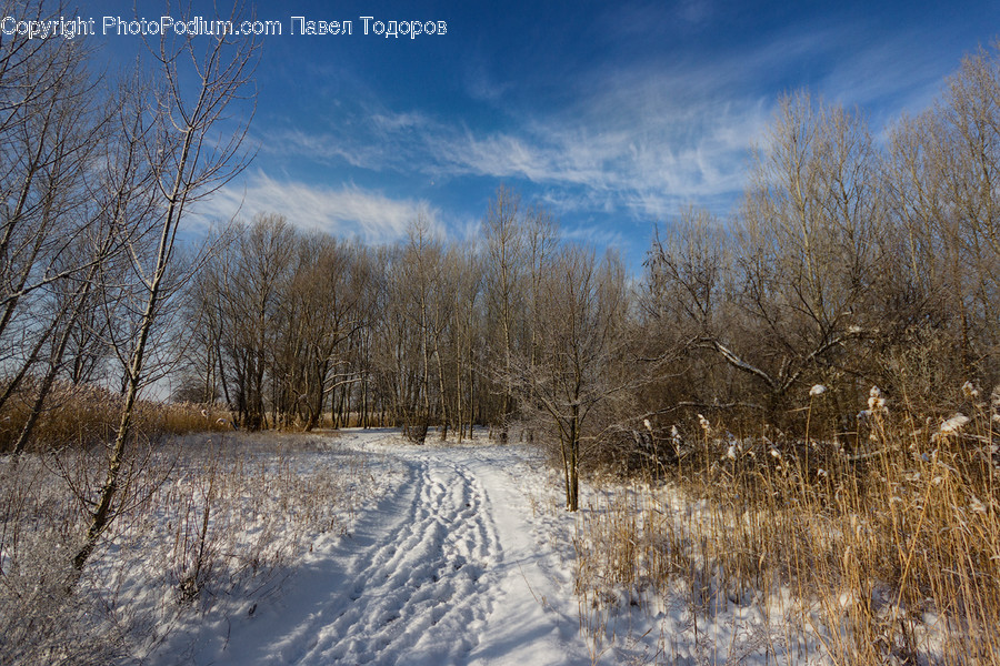 Dirt Road, Gravel, Road, Flora, Grass