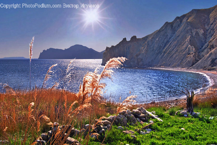 Flora, Grass, Plant, Reed, Coast