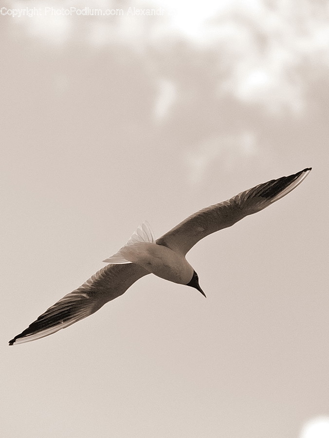 Animal, Bird, Seagull, Booby, Dove