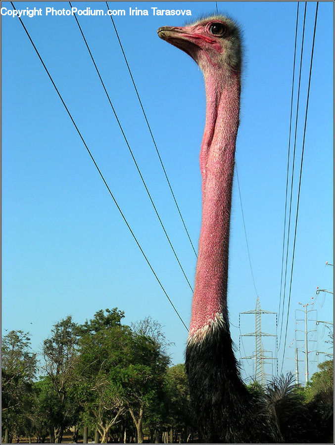 Plant, Potted Plant, Bird, Crane Bird, Heron, Beak, Ostrich