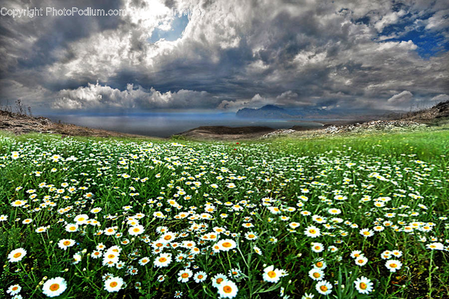 Blossom, Daisies, Daisy, Flora, Flower