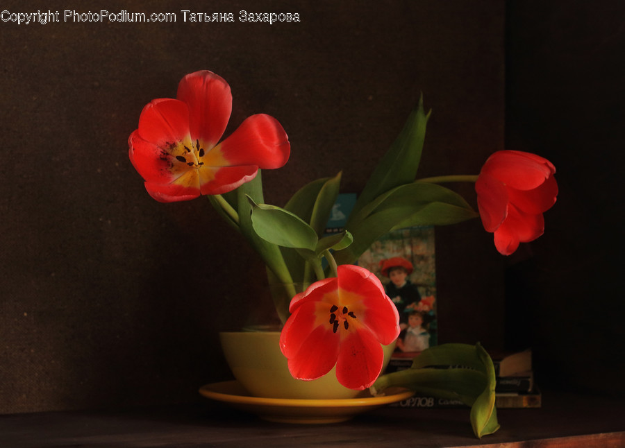 Art, Blossom, Flora, Flower, Flower Arrangement