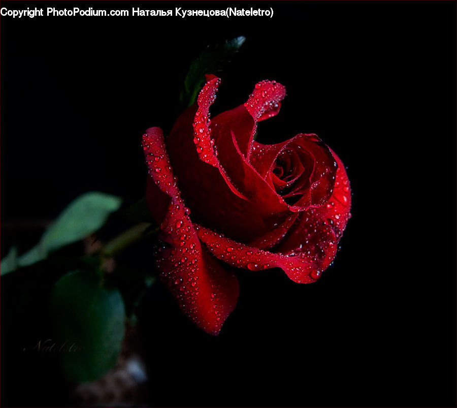 Blossom, Flower, Plant, Rose, Carnation, Flower Arrangement, Flower Bouquet