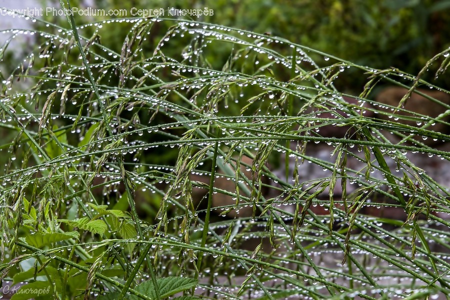 Dill, Flora, Food, Plant, Seasoning
