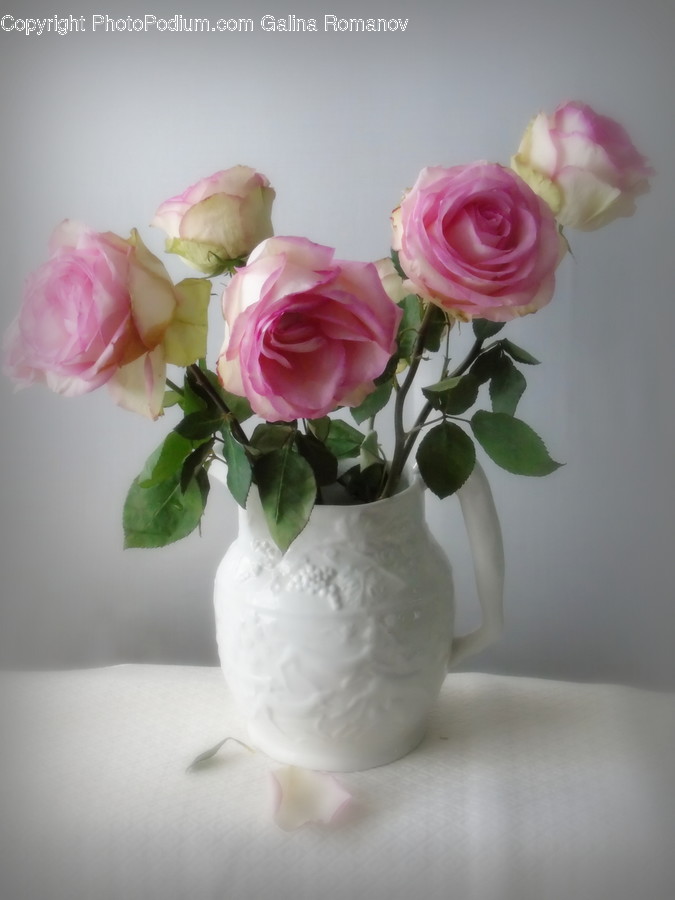 Blossom, Flora, Flower, Plant, Rose