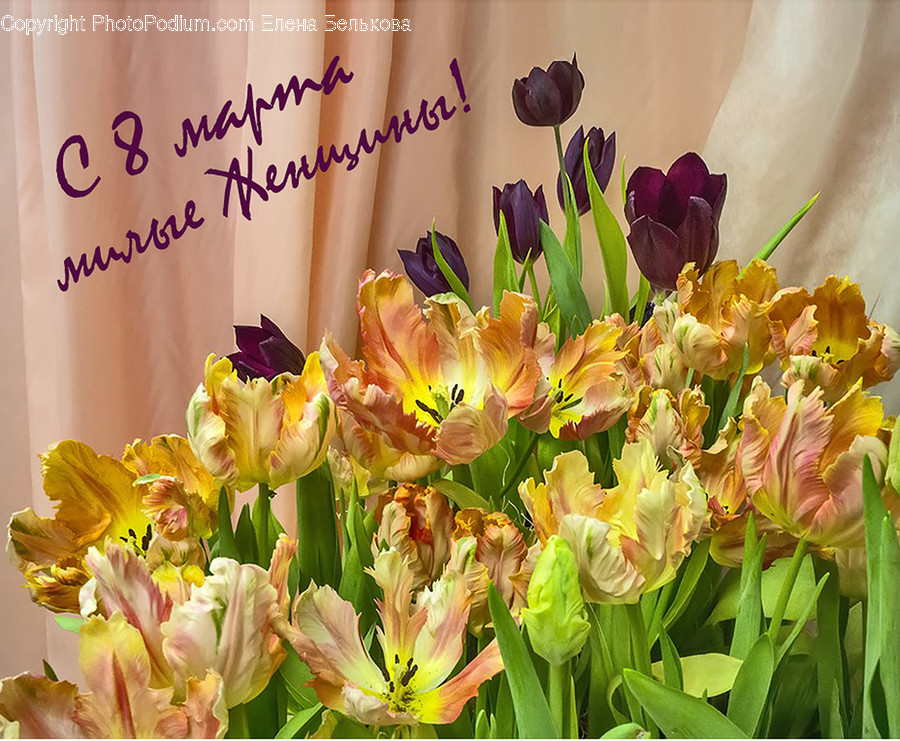 Blossom, Flora, Flower, Gladiolus, Plant