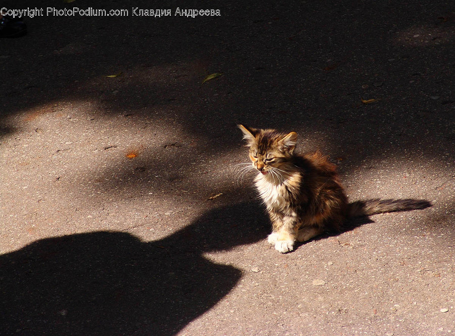 Animal, Cat, Kitten, Mammal, Pet