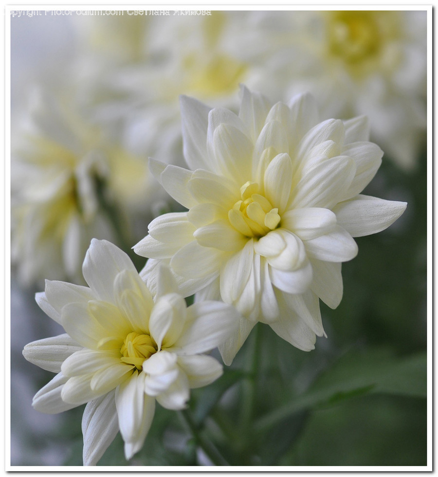 Blossom, Dahlia, Flora, Flower, Plant