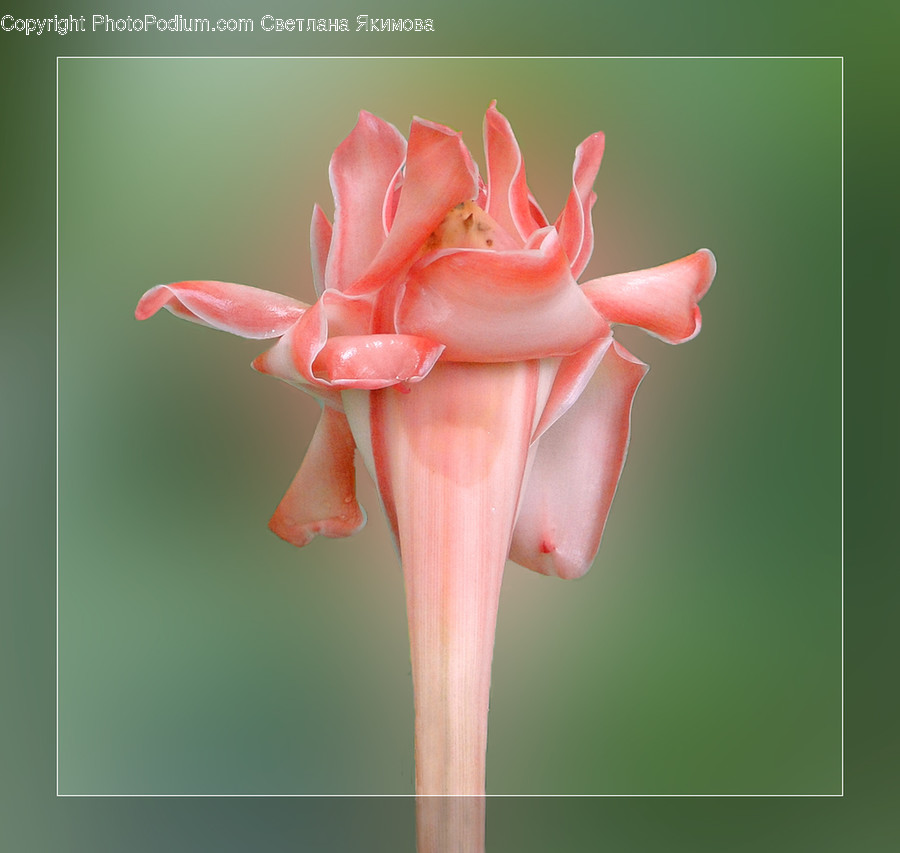 Blossom, Flora, Flower, Gladiolus, Plant