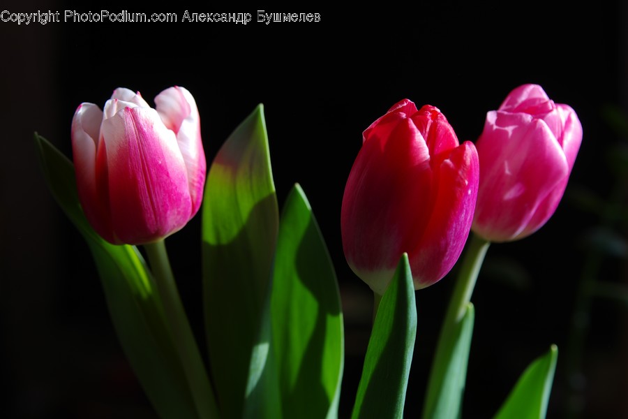 Blossom, Flora, Flower, Plant, Tulip