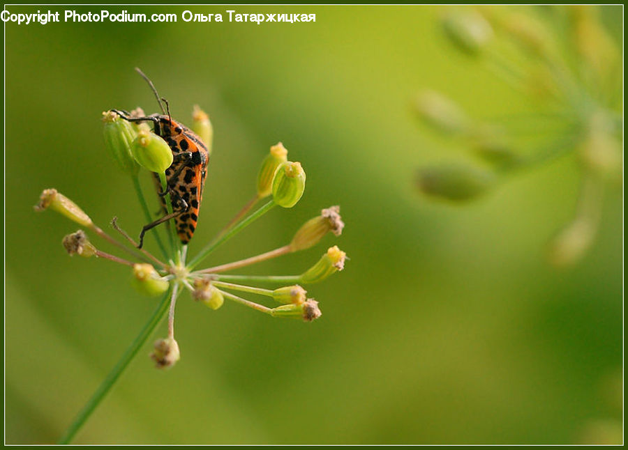Dill, Plant, Insect, Invertebrate, Conifer, Larch, Tree
