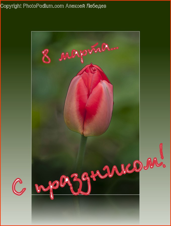 Blossom, Flora, Flower, Plant, Tulip