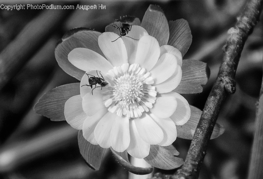 Flora, Plant, Pollen, Animal, Insect