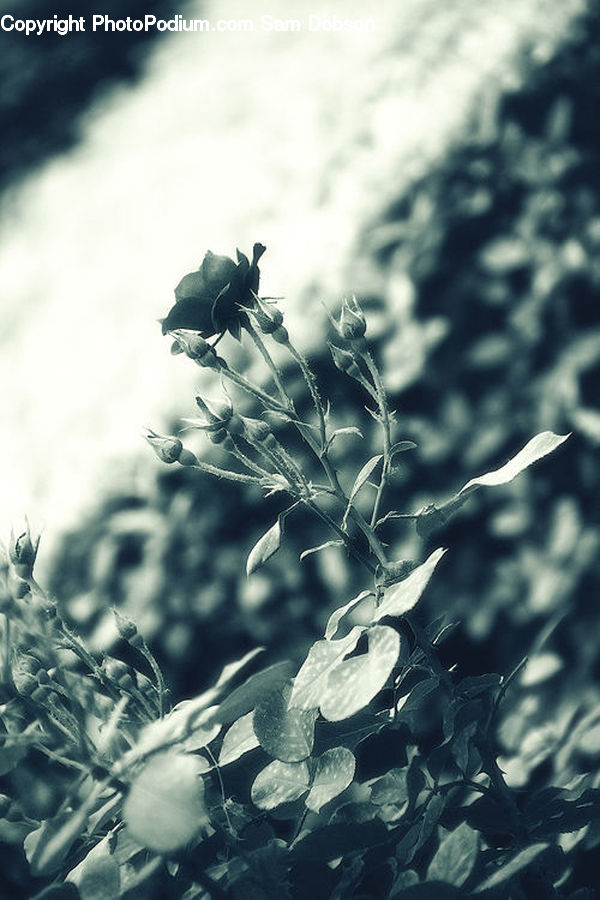 Frost, Ice, Outdoors, Snow, Conifer, Fir, Plant