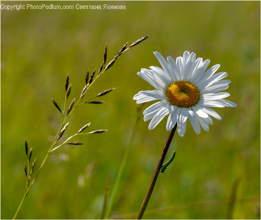 Blossom, Daisies, Daisy, Flora, Flower