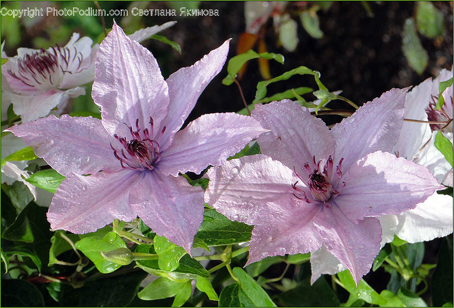Blossom, Flora, Flower, Geranium, Plant