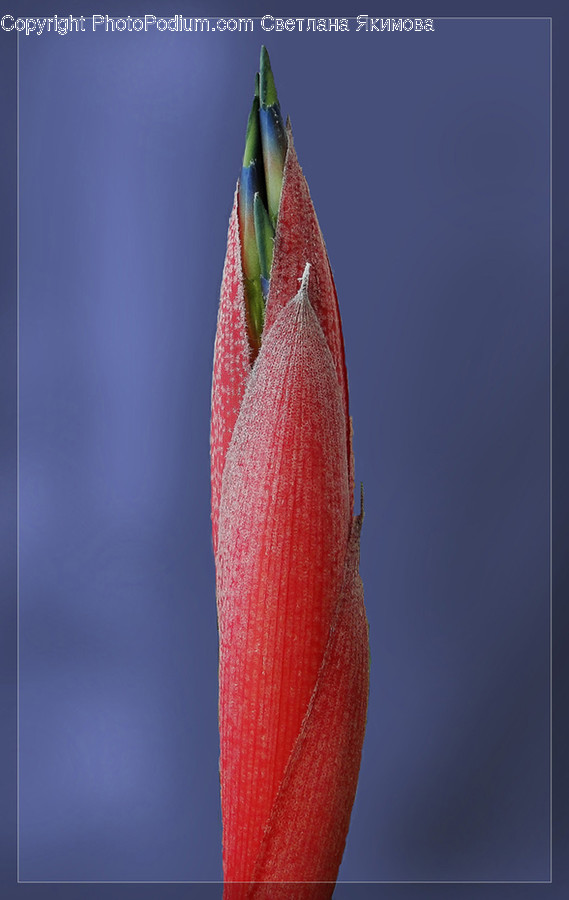 Blossom, Bud, Flora, Flower, Plant