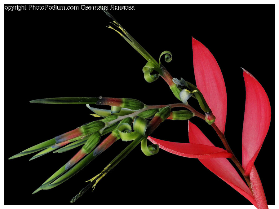 Blossom, Flora, Flower, Gladiolus, Plant