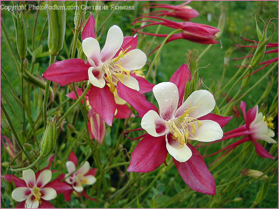 Blossom, Flora, Flower, Gladiolus, Plant