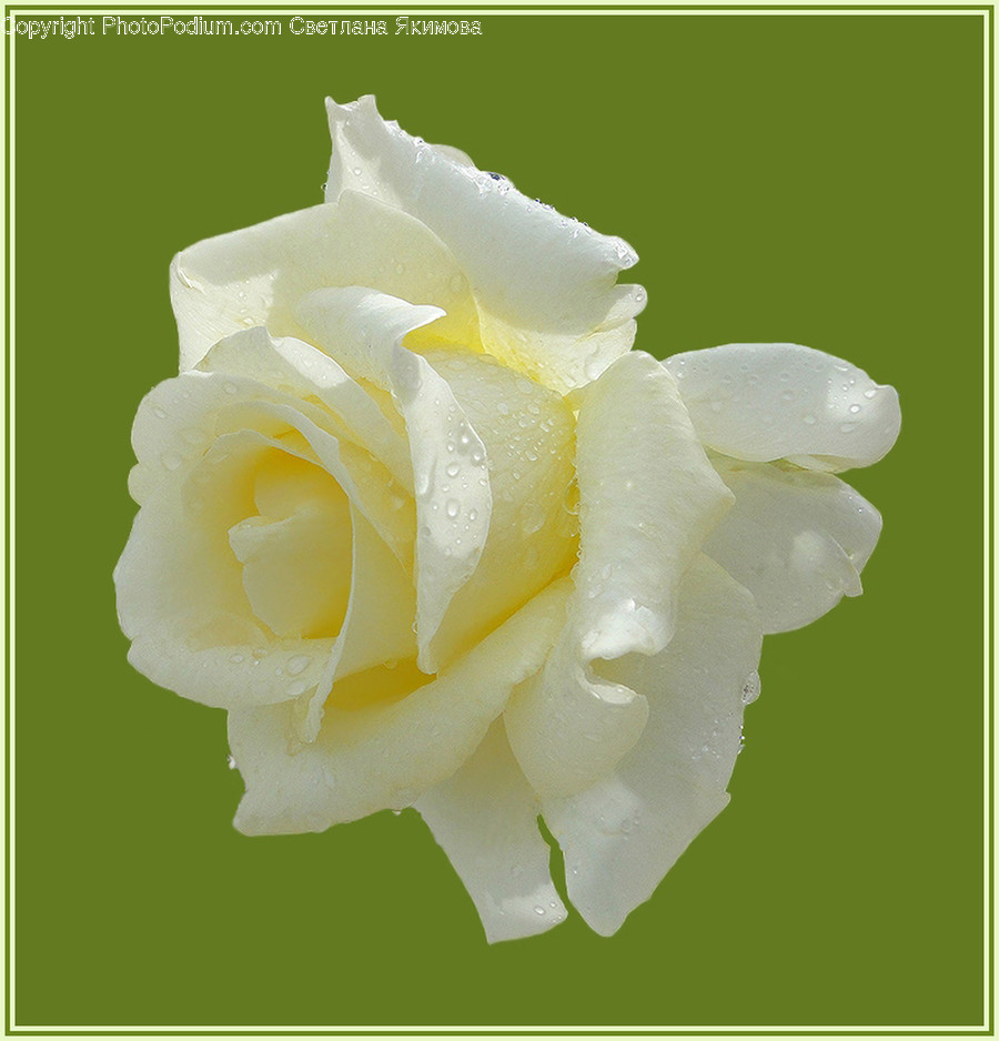 Blossom, Flora, Flower, Plant, Rose
