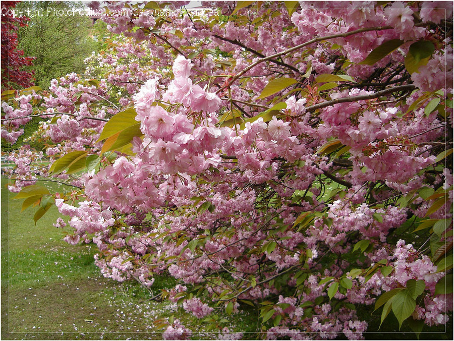 Blossom, Flora, Flower, Plant, Cherry Blossom