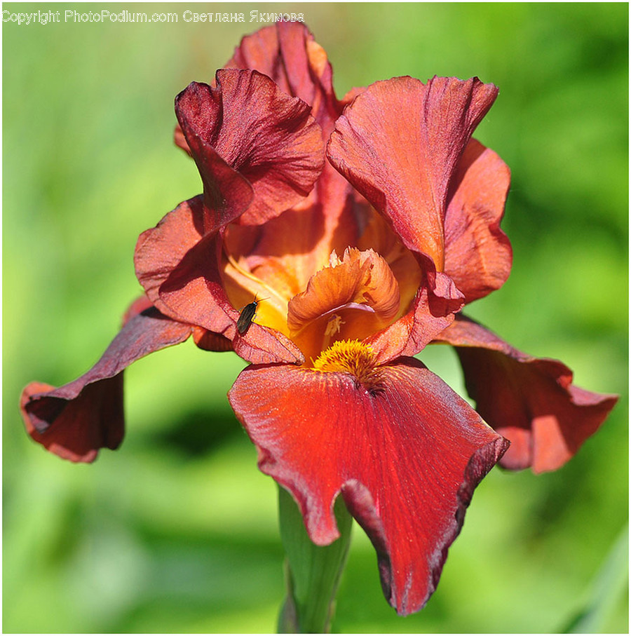 Blossom, Flora, Flower, Gladiolus, Plant