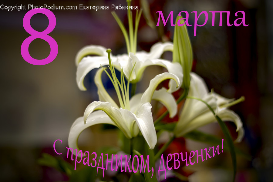 Blossom, Flora, Flower, Flower Arrangement, Flower Bouquet