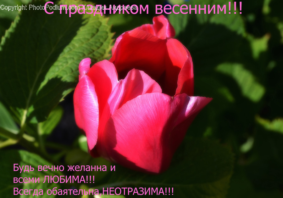Blossom, Flora, Flower, Geranium, Plant