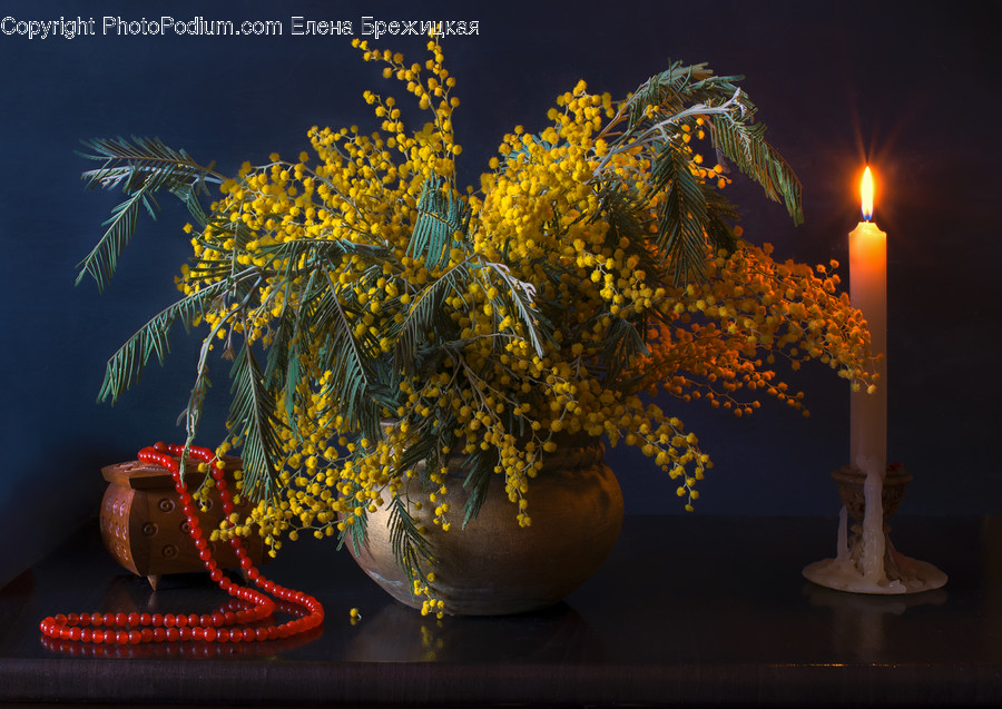 Blossom, Flora, Flower, Mimosa, Plant