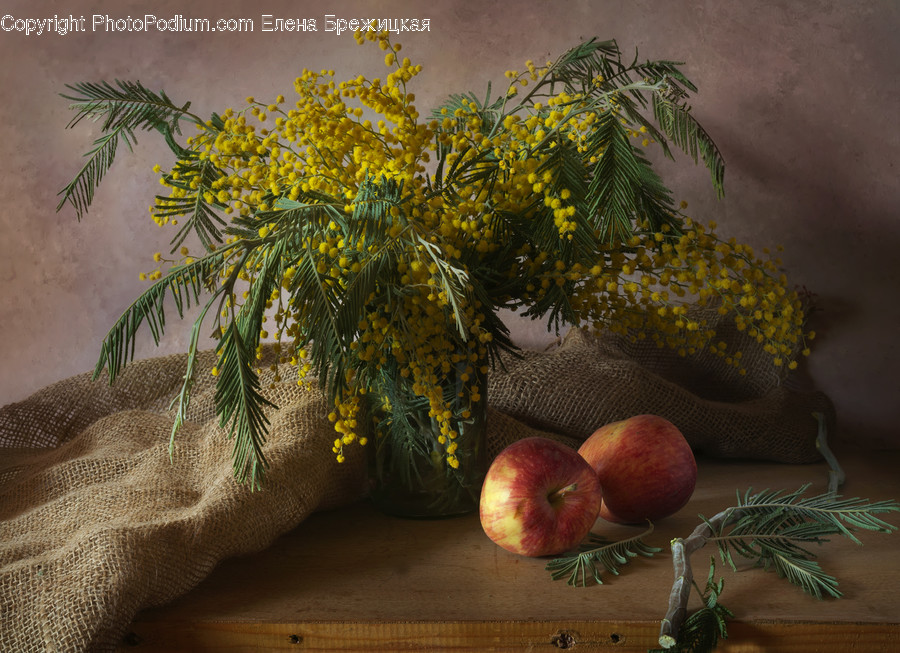 Bonsai, Flora, Jar, Plant, Potted Plant