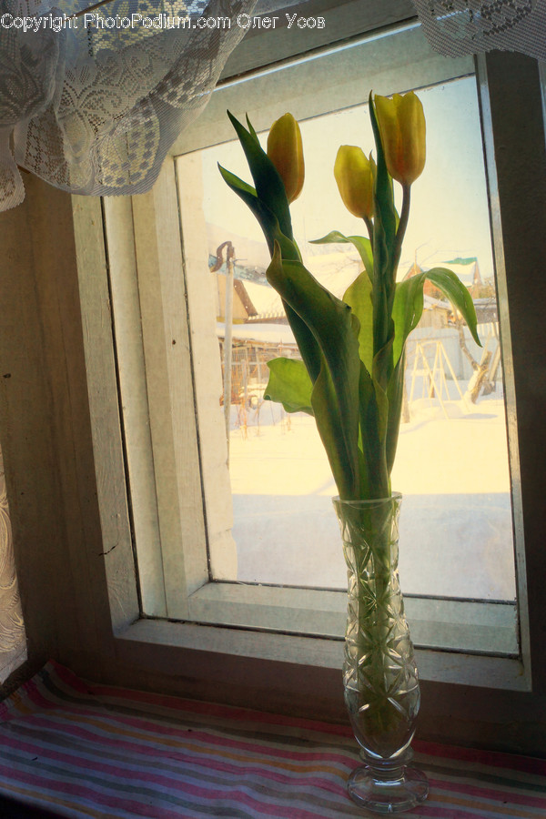 Flora, Jar, Plant, Potted Plant, Pottery