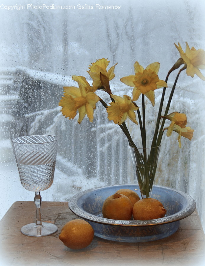Blossom, Daffodil, Flora, Flower, Plant