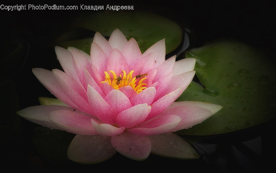 Blossom, Flora, Flower, Lily, Plant