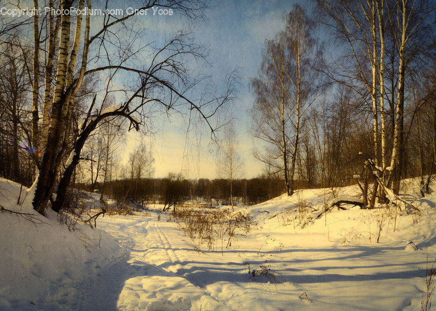 Flora, Forest, Land, Nature, Outdoors