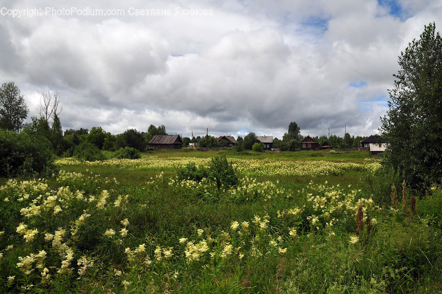 Field, Grassland, Outdoors, Countryside, Farm