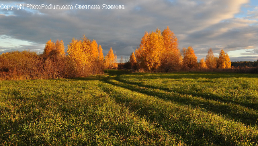 Field, Grassland, Outdoors, Flora, Grass