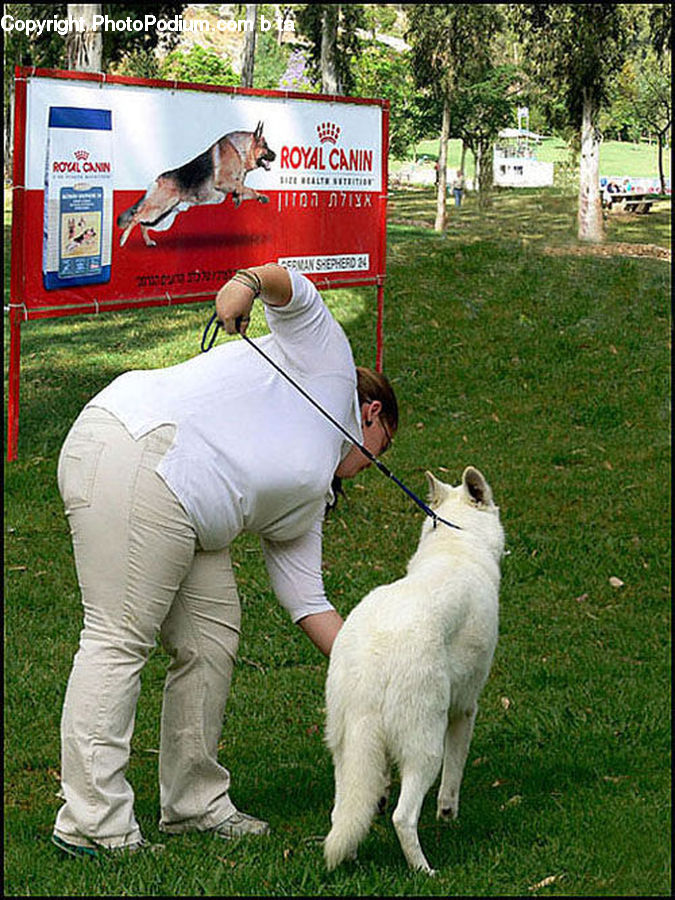 Human, People, Person, Animal, Dog, Pet, White Dog