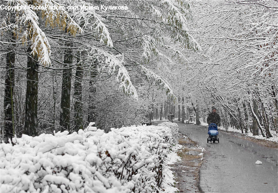 Frost, Ice, Outdoors, Snow, Plant, Tree, Path